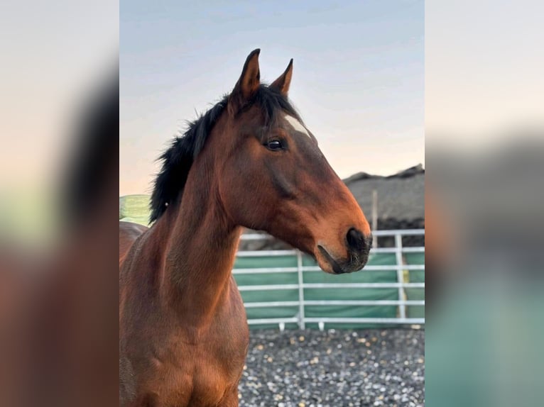 Franches-Montagnes Jument 15 Ans 162 cm Bai brun in Halberstadt