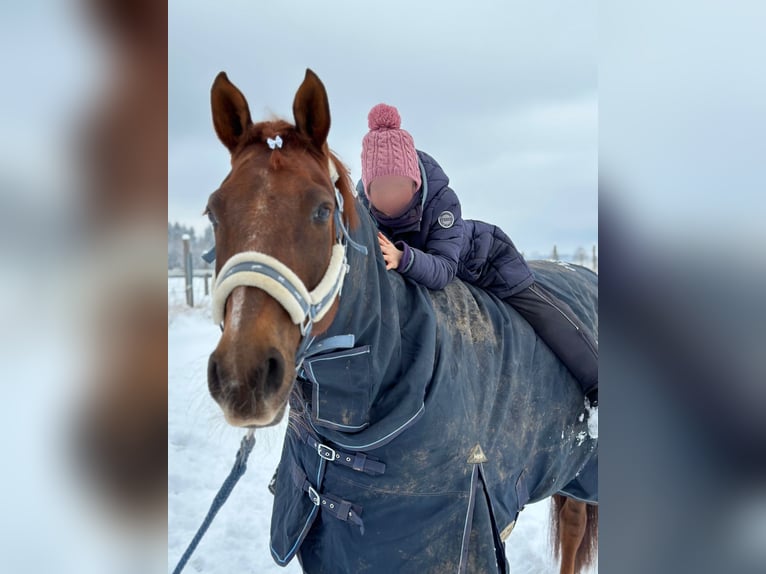 Franches-Montagnes Croisé Jument 16 Ans 160 cm Alezan brûlé in Oberding