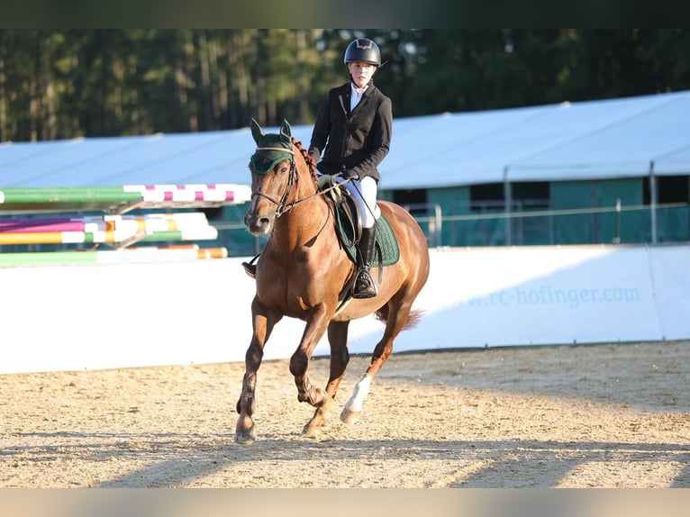 Franches-Montagnes Croisé Jument 16 Ans 160 cm Alezan brûlé in Oberding