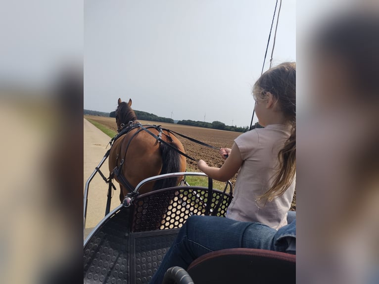 Franches-Montagnes Jument 16 Ans 160 cm Bai in Hoeselt