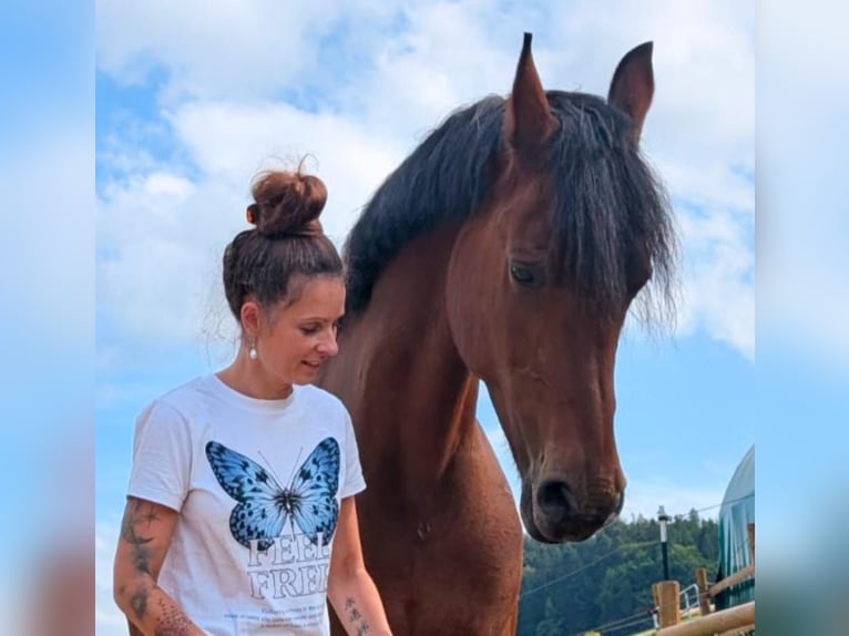 Franches-Montagnes Jument 17 Ans 173 cm Bai brun in Ursenbach