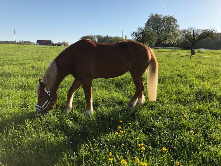 Franches-Montagnes Jument 18 Ans 152 cm Alezan in Herrenhof