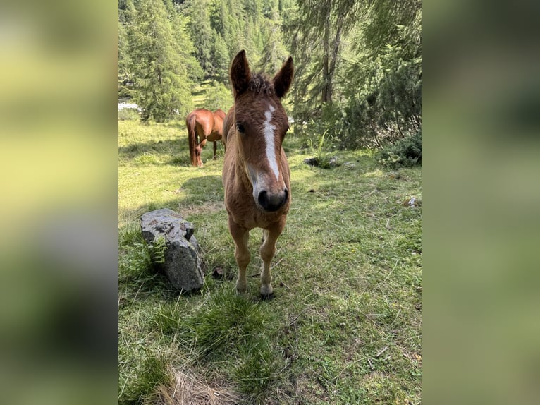 Franches-Montagnes Croisé Jument 1 Année Bai in Ardez