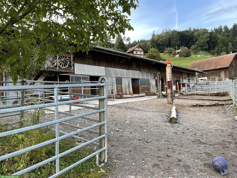 Franches-Montagnes Jument 20 Ans 165 cm Bai in Uznach