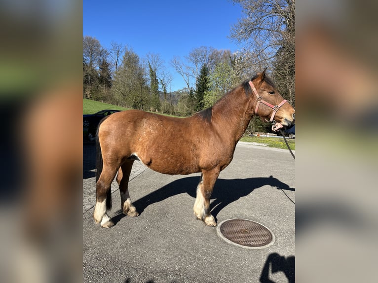 Franches-Montagnes Jument 23 Ans 152 cm Bai in Kriens