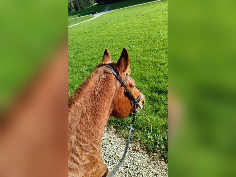 Franches-Montagnes Jument 24 Ans Alezan in Saland