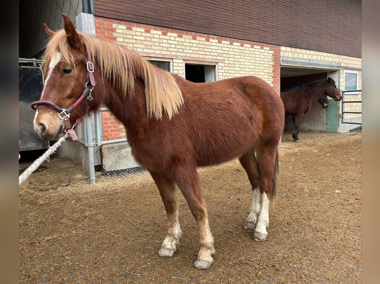 Franches-Montagnes Jument 2 Ans 155 cm Alezan in Neukirch (Egnach)