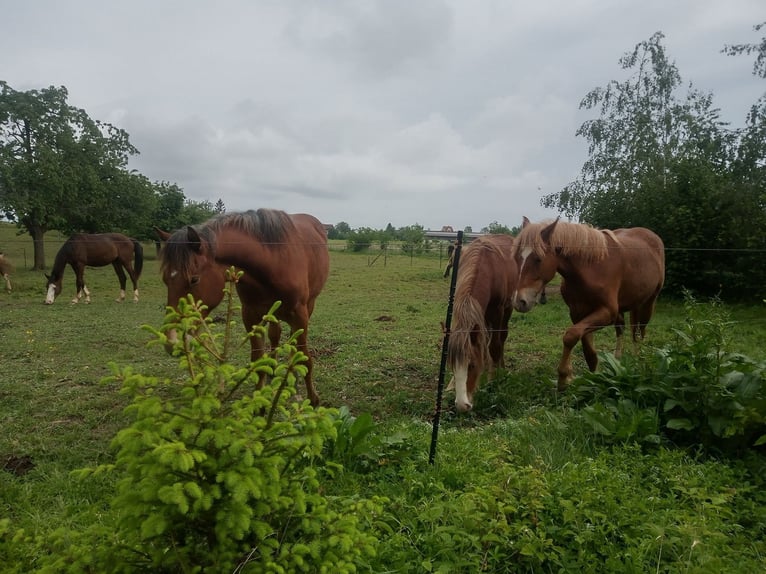 Franches-Montagnes Jument 2 Ans 155 cm Alezan in Neukirch (Egnach)