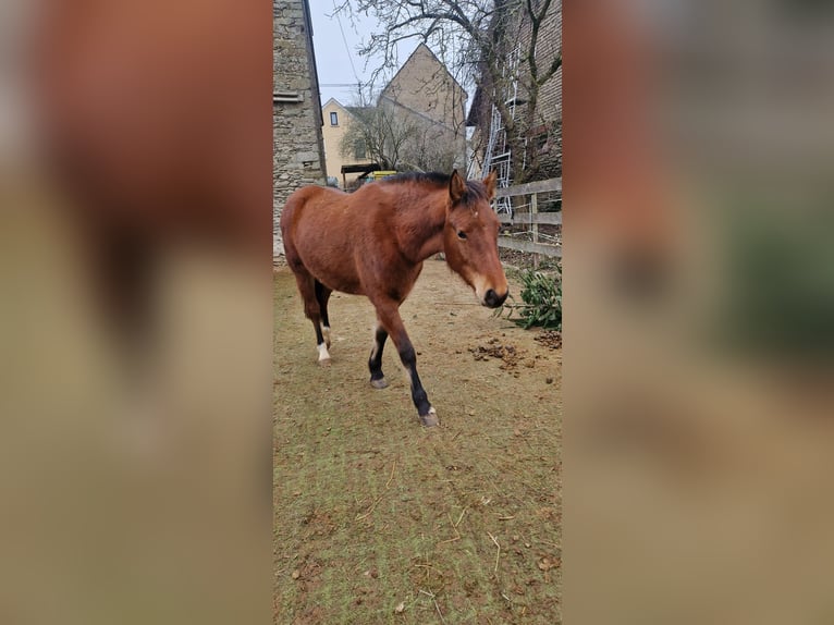 Franches-Montagnes Jument 2 Ans 157 cm Bai in Niederneisen