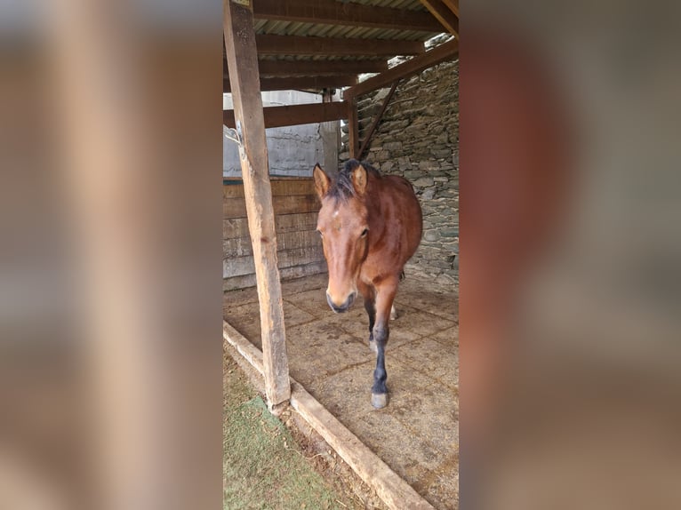 Franches-Montagnes Jument 2 Ans 157 cm Bai in Niederneisen