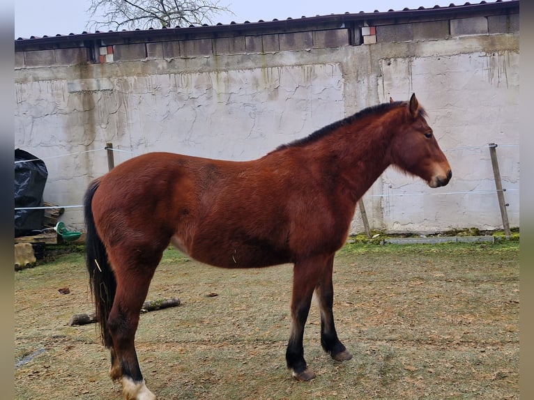 Franches-Montagnes Jument 2 Ans 157 cm Bai in Niederneisen