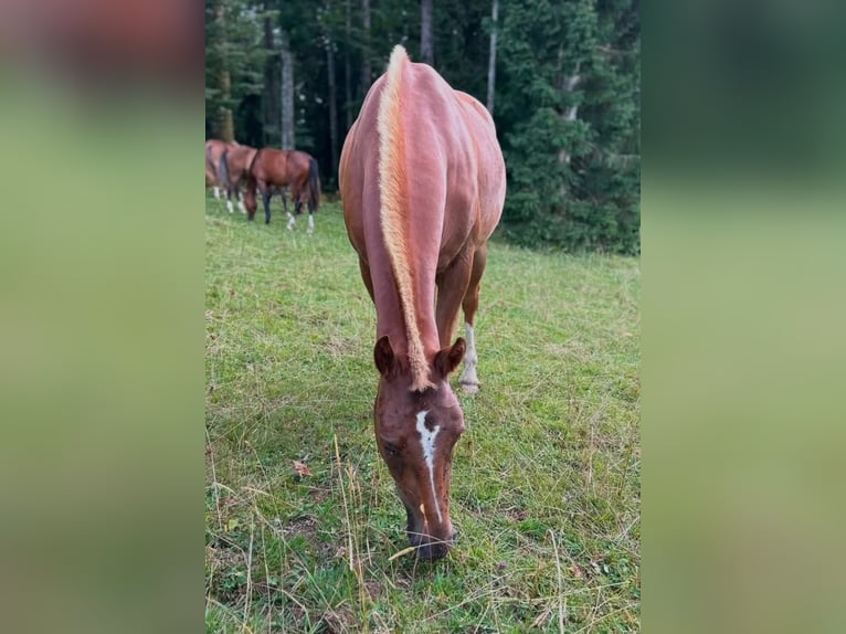 Franches-Montagnes Jument 3 Ans 148 cm Alezan in Romont FR