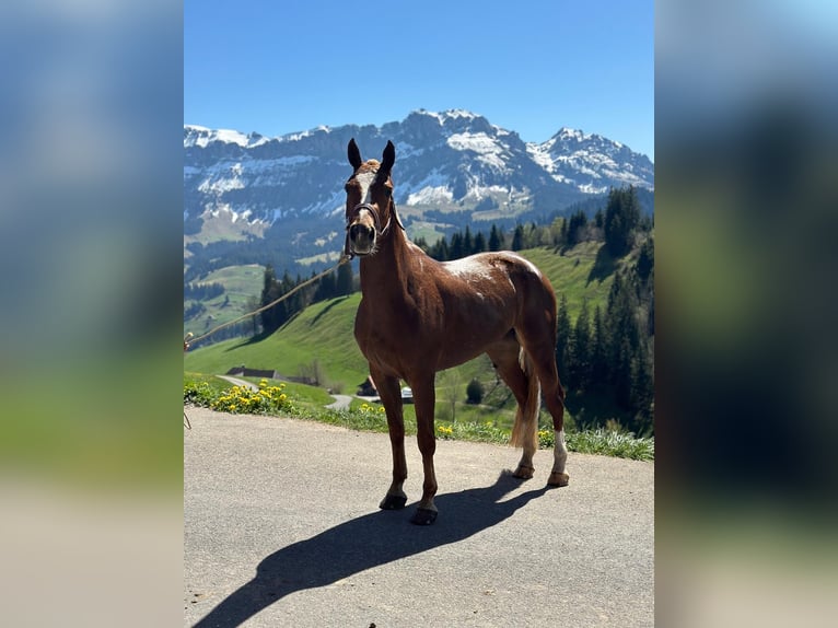 Franches-Montagnes Jument 3 Ans 150 cm Alezan brûlé in Schelten