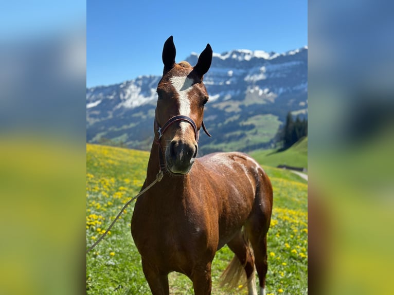 Franches-Montagnes Jument 3 Ans 150 cm Alezan brûlé in Schelten