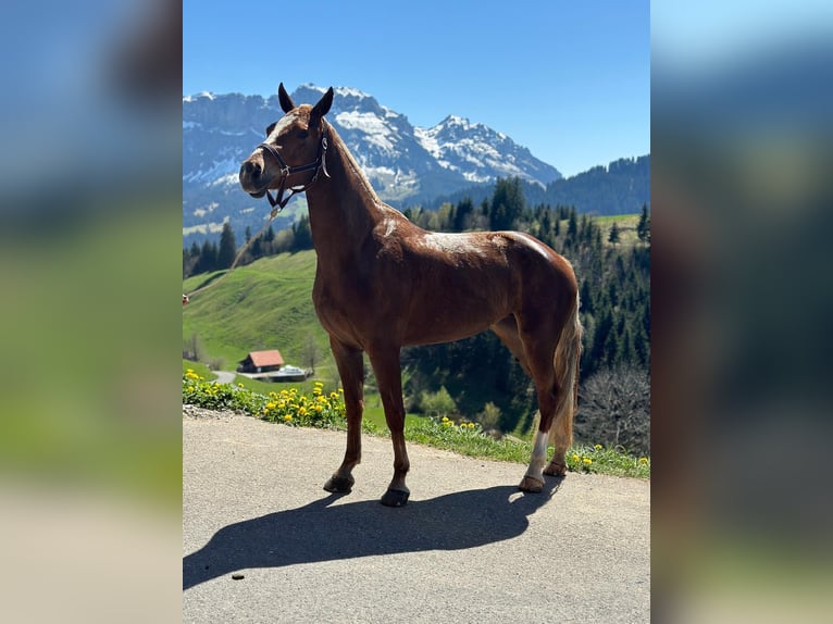 Franches-Montagnes Jument 3 Ans 150 cm Alezan brûlé in Schelten