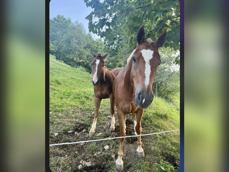 Franches-Montagnes Jument 3 Ans 150 cm Alezan brûlé in Schelten