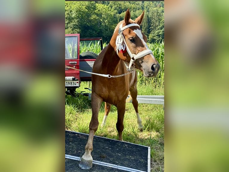 Franches-Montagnes Jument 3 Ans 150 cm Alezan brûlé in Schelten