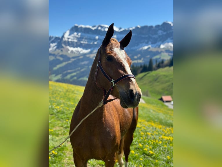 Franches-Montagnes Jument 3 Ans 150 cm Alezan brûlé in Schelten