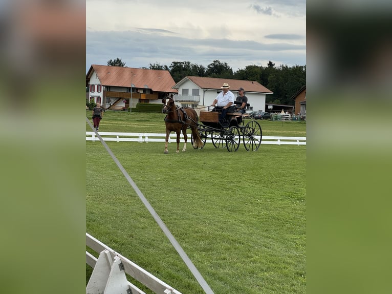 Franches-Montagnes Jument 3 Ans 150 cm Alezan brûlé in Schelten