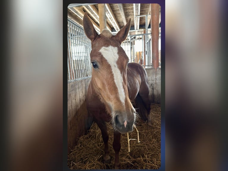 Franches-Montagnes Jument 3 Ans 150 cm Alezan brûlé in Schelten