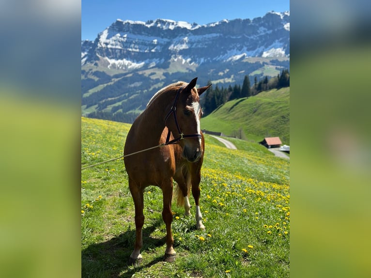 Franches-Montagnes Jument 3 Ans 150 cm Alezan brûlé in Schelten