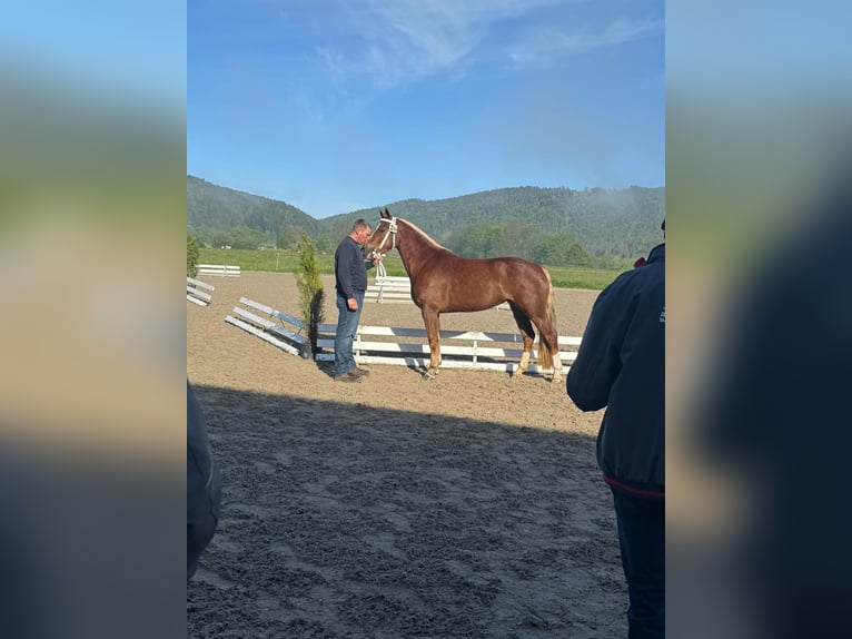 Franches-Montagnes Jument 3 Ans 150 cm Alezan brûlé in Schelten