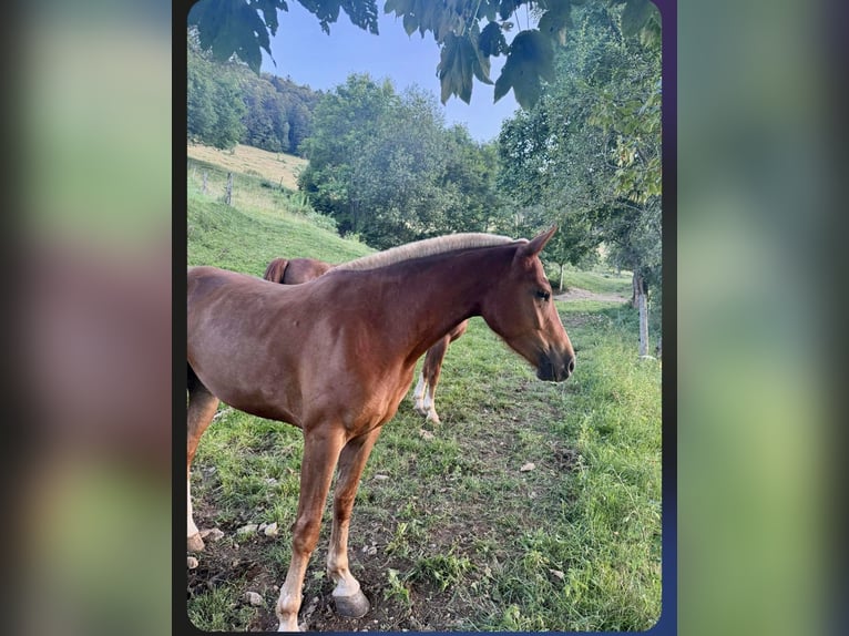 Franches-Montagnes Jument 3 Ans 150 cm Alezan brûlé in Schelten