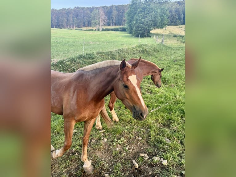 Franches-Montagnes Jument 3 Ans 150 cm Alezan brûlé in Schelten