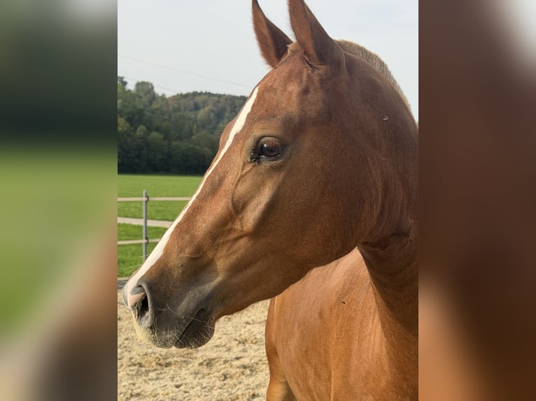 Franches-Montagnes Jument 3 Ans 151 cm Alezan in Niederbüren