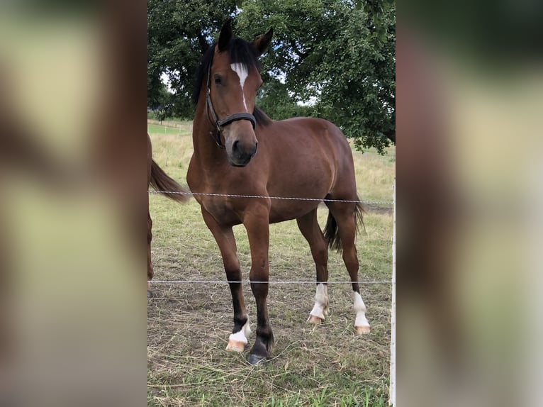 Franches-Montagnes Jument 3 Ans 153 cm Bai in Gummersbach