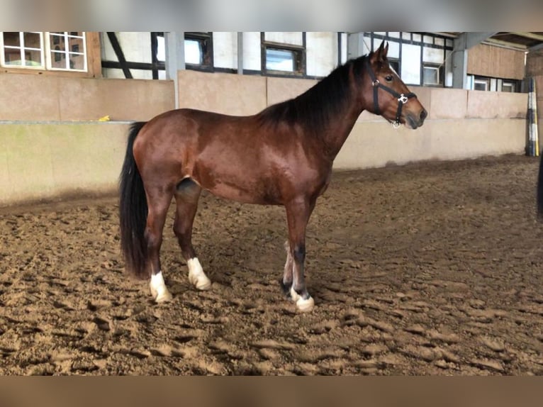 Franches-Montagnes Jument 3 Ans 153 cm Bai in Gummersbach