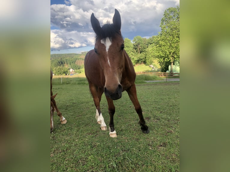 Franches-Montagnes Jument 3 Ans 153 cm Bai in Gummersbach