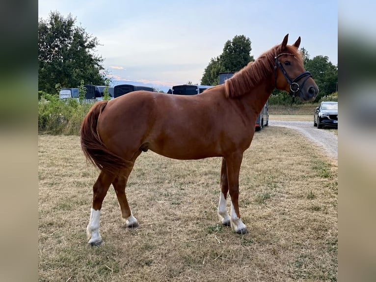 Franches-Montagnes Jument 3 Ans 154 cm Alezan in Holzwickede