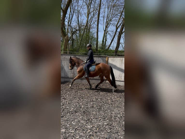 Franches-Montagnes Jument 3 Ans 154 cm Bai in Paderborn