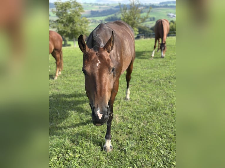 Franches-Montagnes Jument 3 Ans 155 cm Bai brun in Sigigen