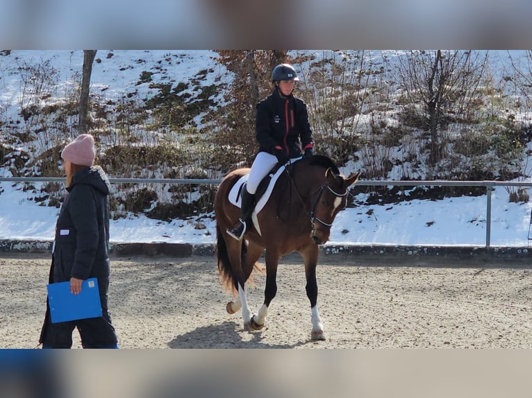 Franches-Montagnes Jument 3 Ans 155 cm Bai brun in St. Silvester