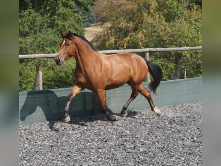 Franches-Montagnes Jument 3 Ans 155 cm Bai in Rodersdorf