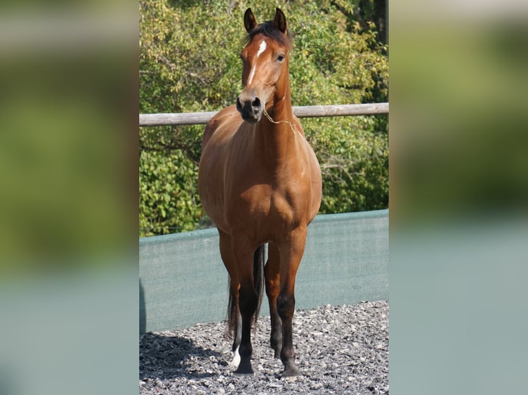 Franches-Montagnes Jument 3 Ans 155 cm Bai in Rodersdorf