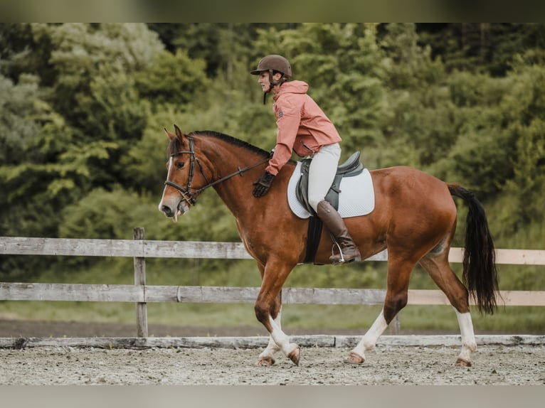 Franches-Montagnes Jument 3 Ans 156 cm Bai in Serneus
