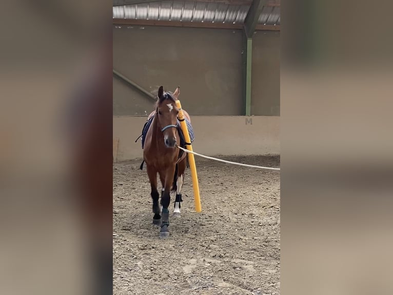 Franches-Montagnes Jument 3 Ans 157 cm Bai in Paderborn