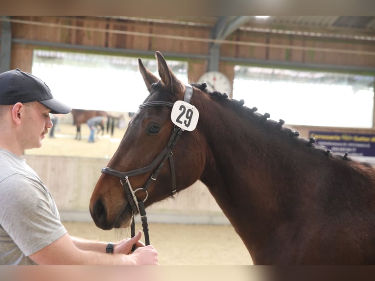 Franches-Montagnes Jument 3 Ans 158 cm Bai in Oschwand