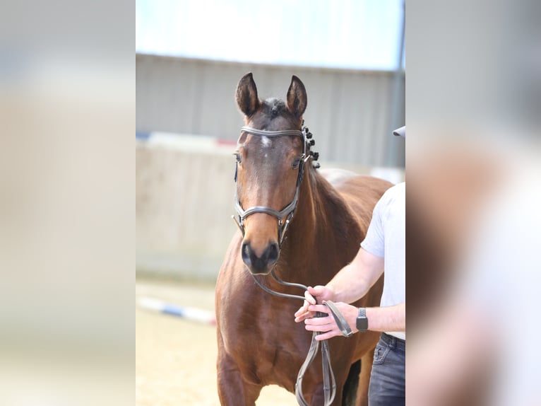 Franches-Montagnes Jument 3 Ans 158 cm Bai in Oschwand