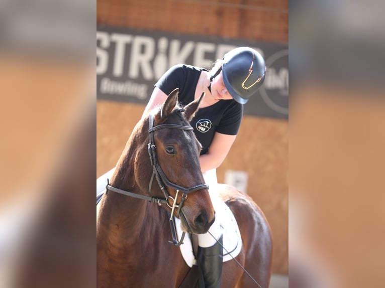 Franches-Montagnes Jument 3 Ans 158 cm Bai in Oschwand