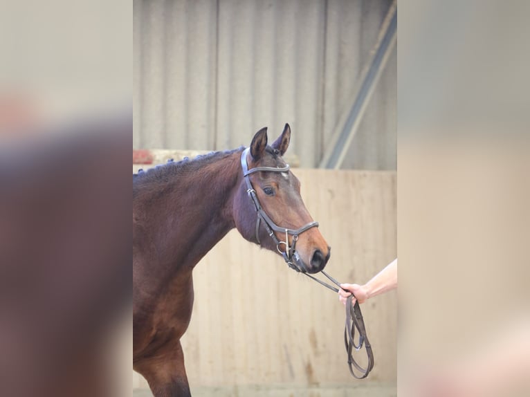 Franches-Montagnes Jument 3 Ans 158 cm Bai in Oschwand