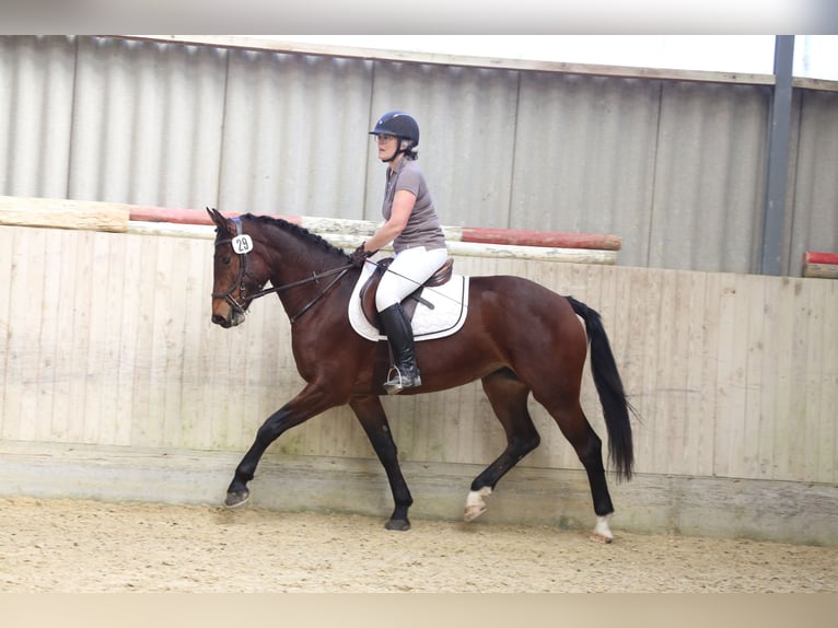 Franches-Montagnes Jument 3 Ans 158 cm Bai in Oschwand