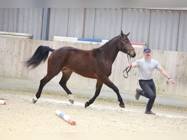 Franches-Montagnes Jument 3 Ans 158 cm Bai in Oschwand
