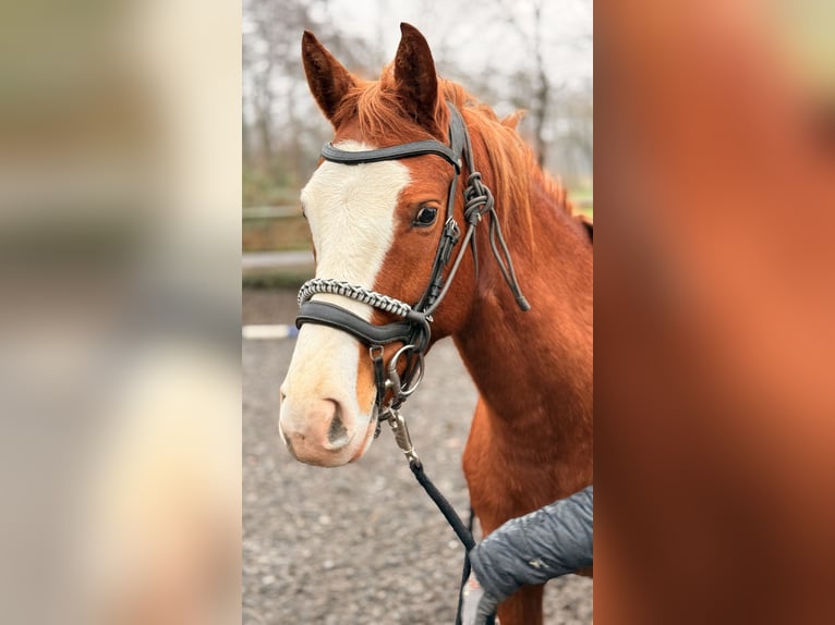 Franches-Montagnes Jument 3 Ans 160 cm Alezan in Paderborn