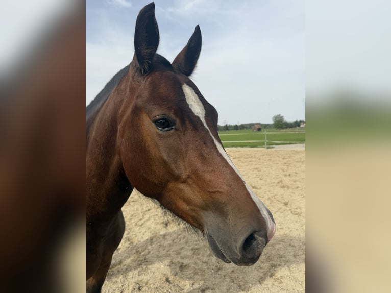 Franches-Montagnes Jument 3 Ans Bai brun in Niederbüren