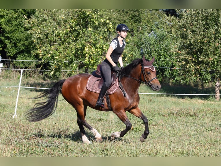 Franches-Montagnes Jument 4 Ans 150 cm  in Dübendorf