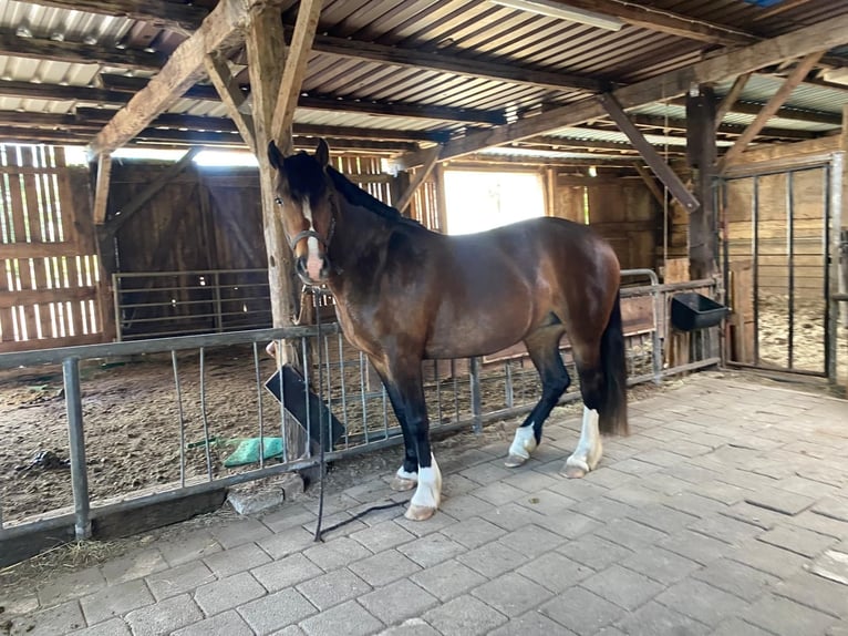 Franches-Montagnes Jument 4 Ans 153 cm Bai brun in Bremen